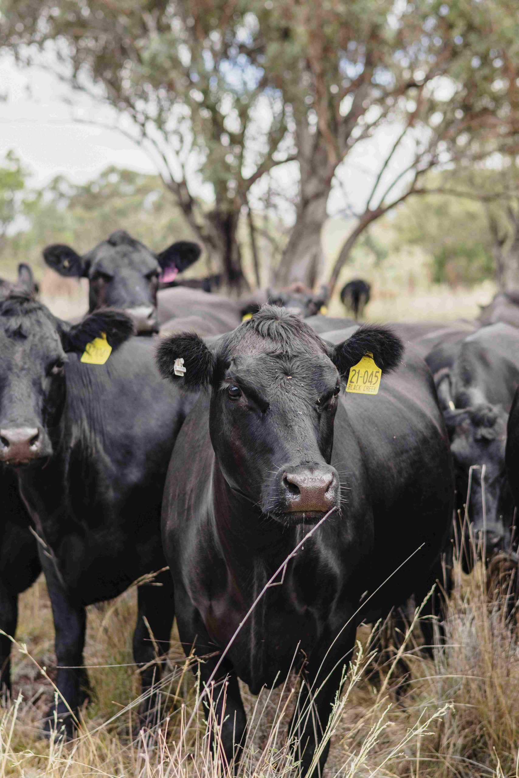 Angus cattle herd at Black Creek Pastoral Company