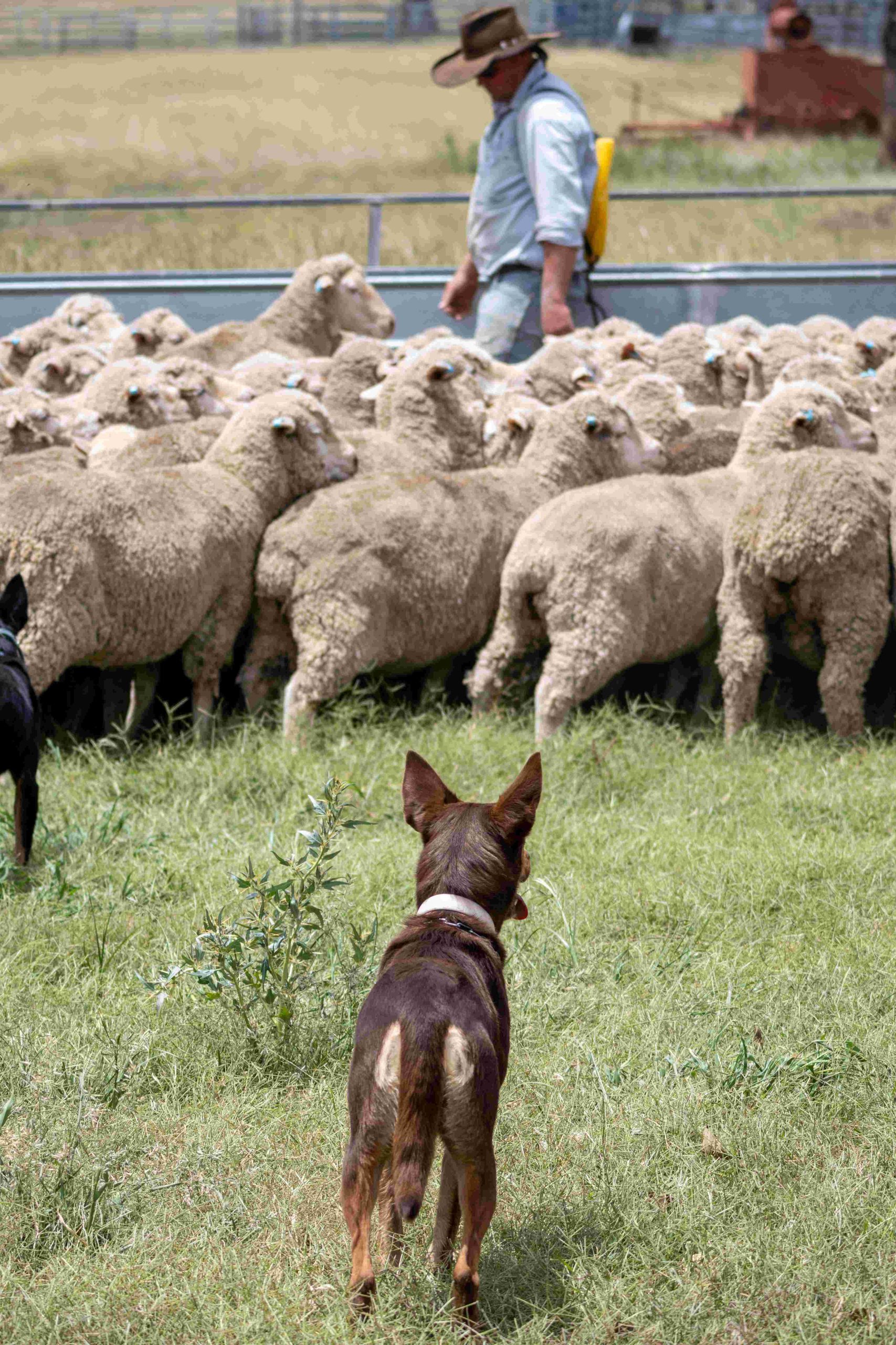 Kelpie working dogs in action at Chanbry