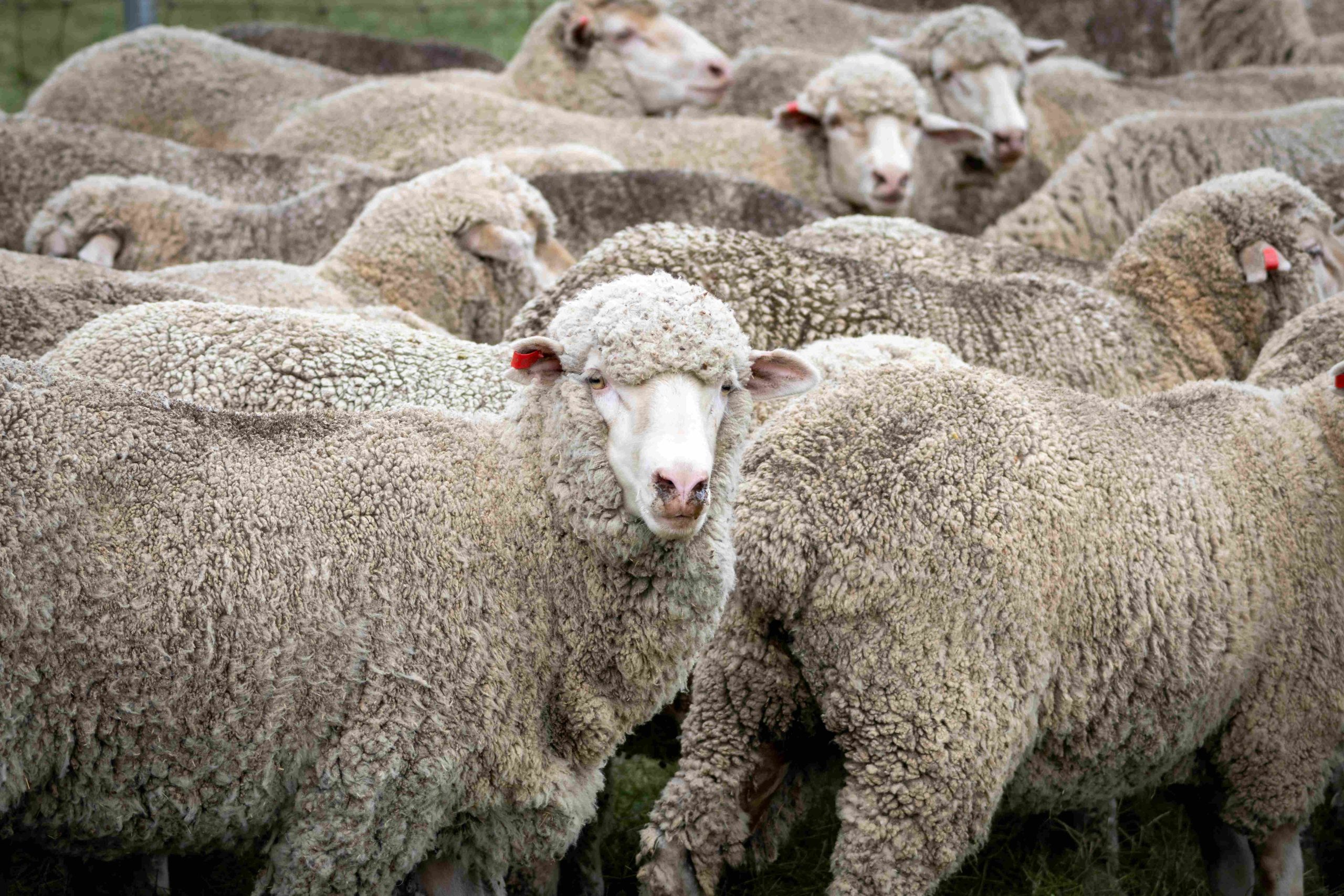 Merino sheep for wool production at Chanbry