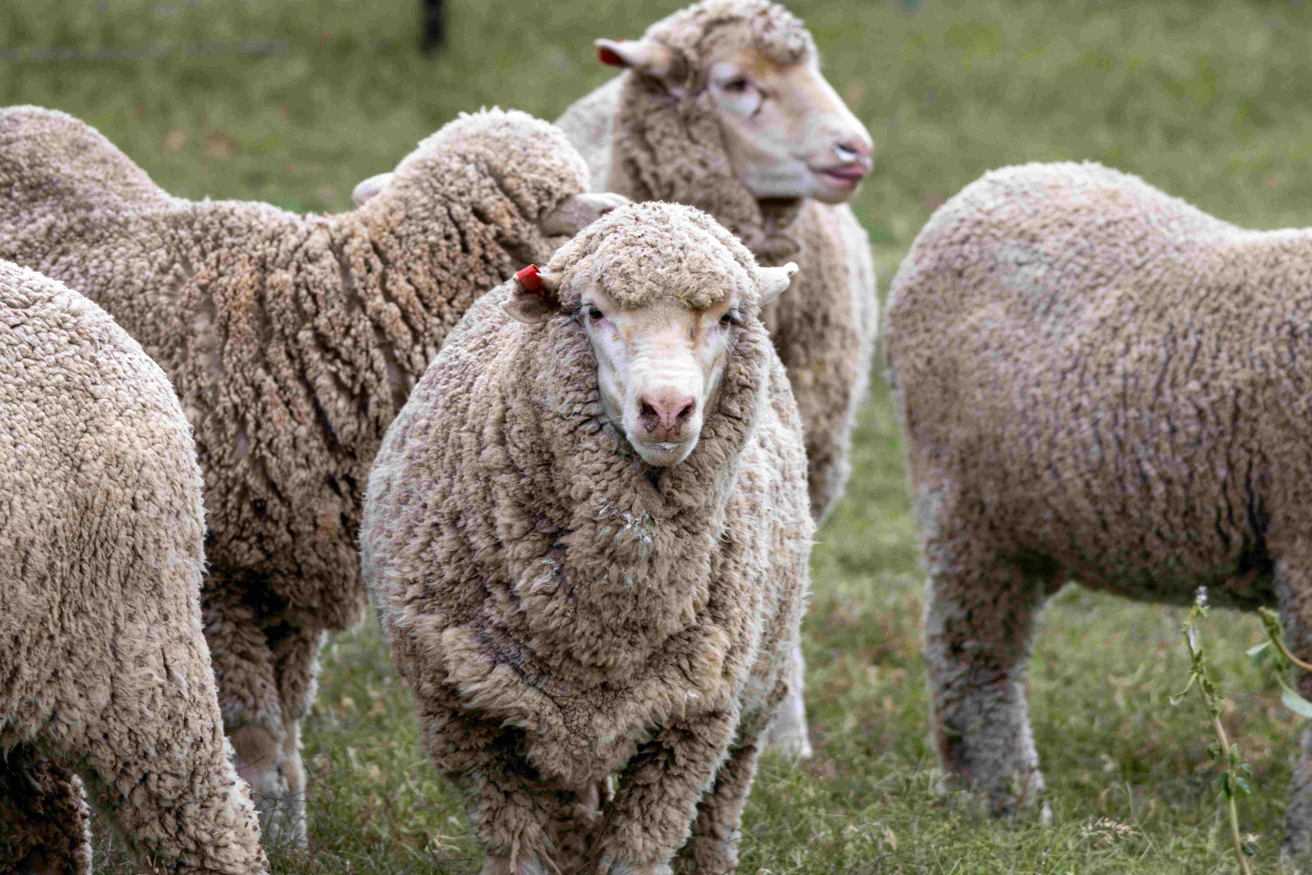 Merino sheep for wool production at Wallabadah