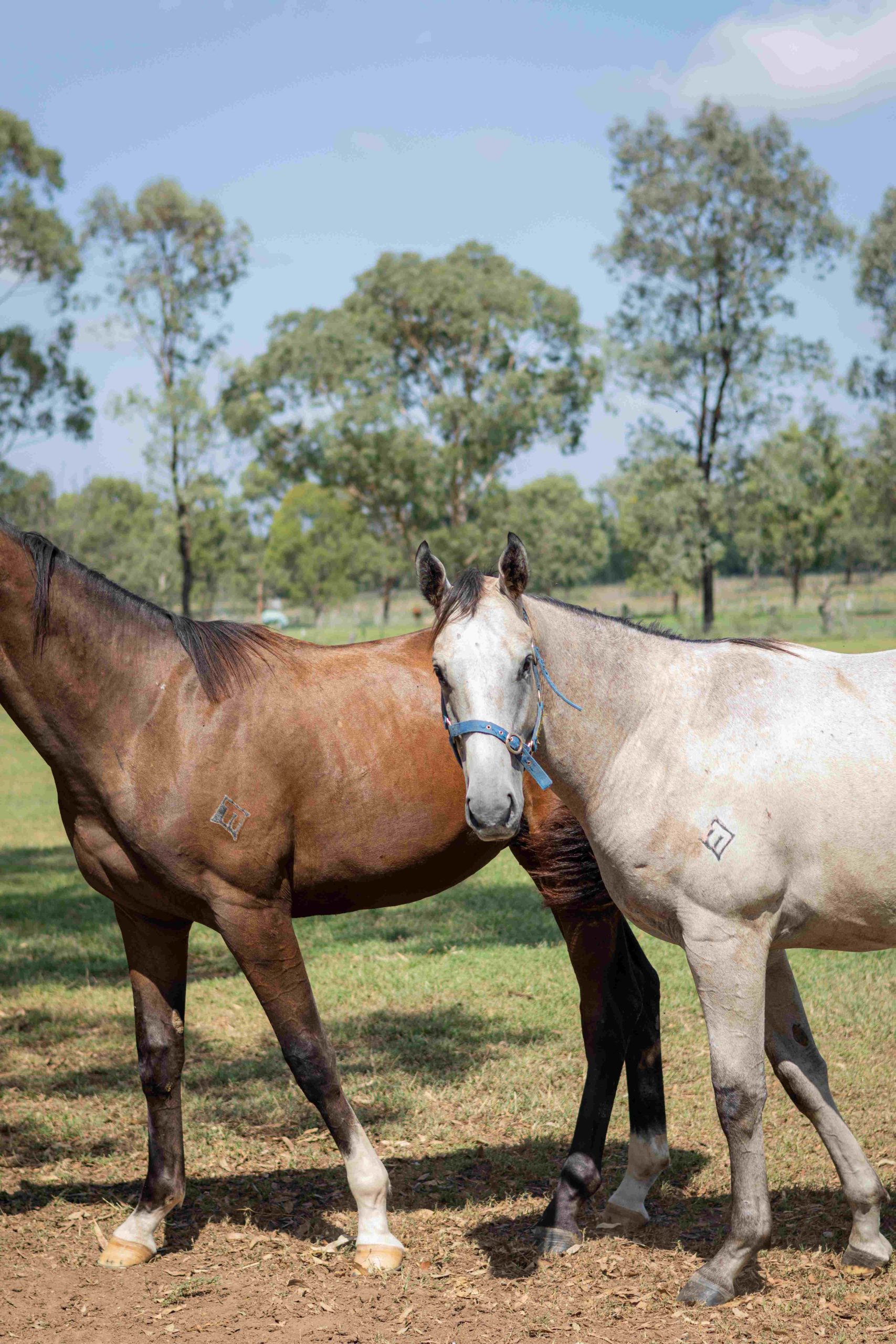 Future race runners, thoroughbreds produced at Fernrigg Farn