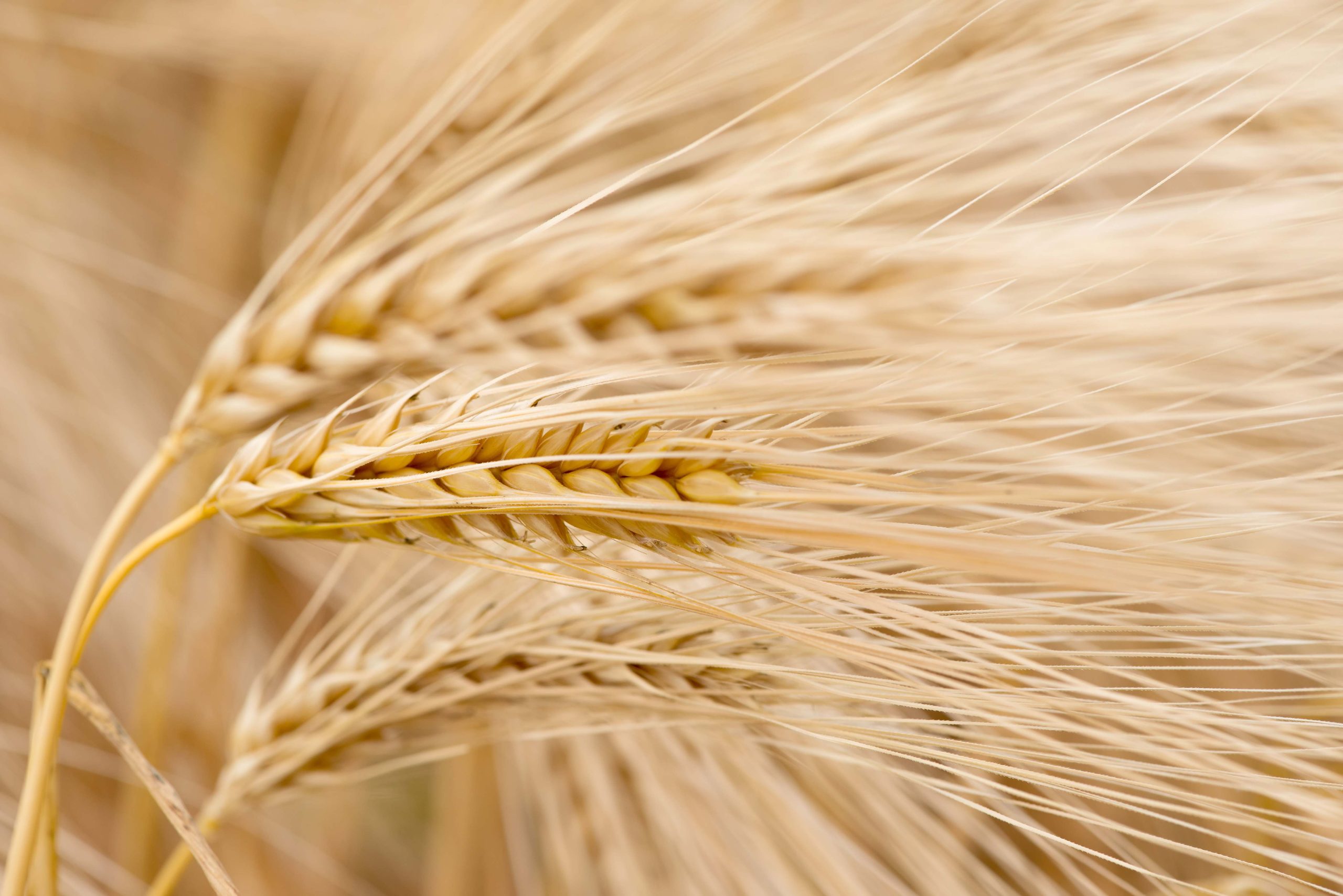 Mature barley