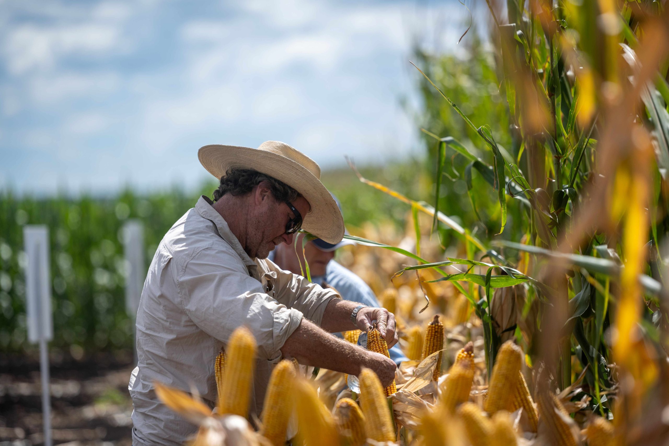 Checking corn crop at foundation farm field day