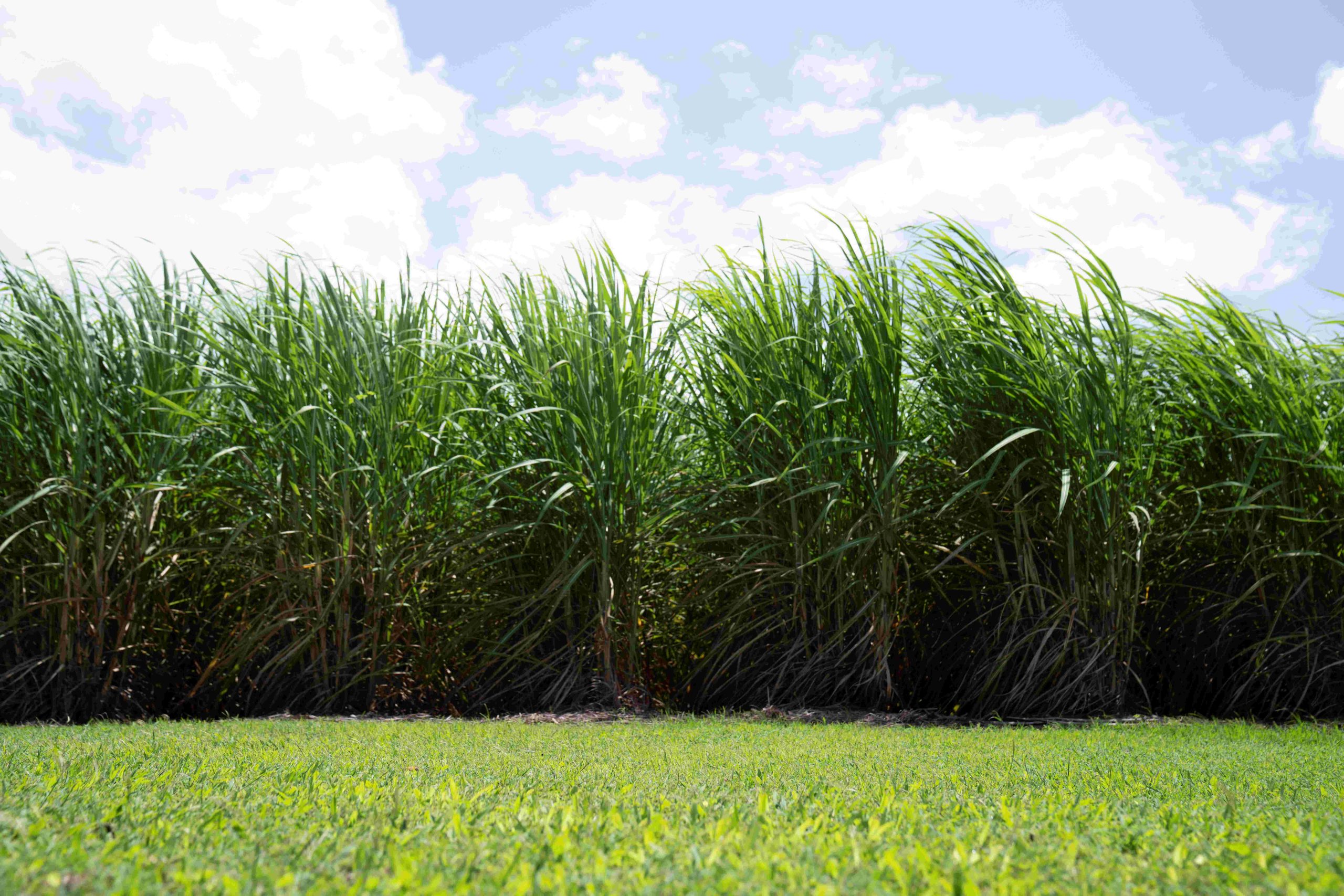 Sugarcane Mackay QLD Dropzone